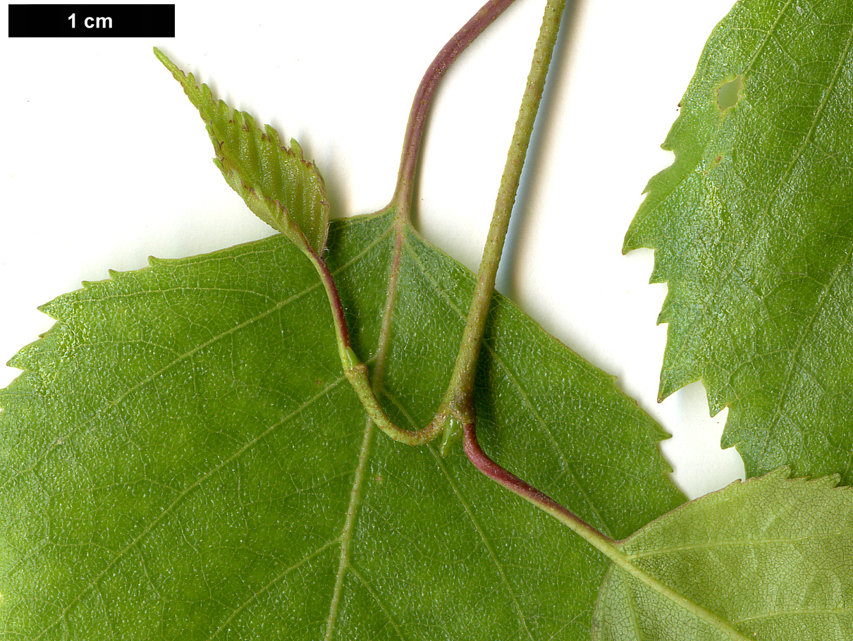 High resolution image: Family: Betulaceae - Genus: Betula - Taxon: pendula - SpeciesSub: subsp. szechuanica